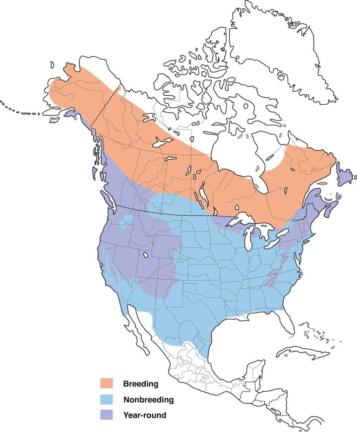 junco range map